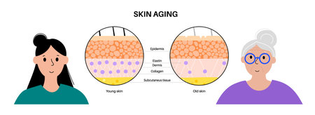 Skin aging posterのイラスト素材