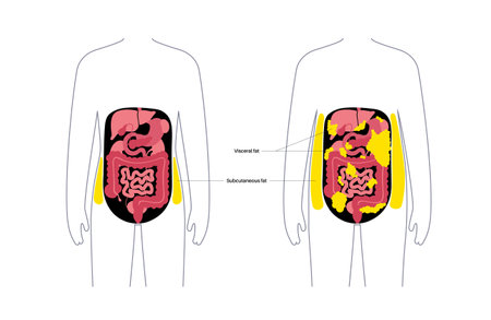 Visceral fat diagramのイラスト素材