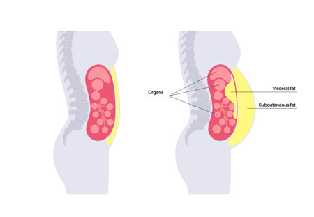Visceral fat diagramのイラスト素材