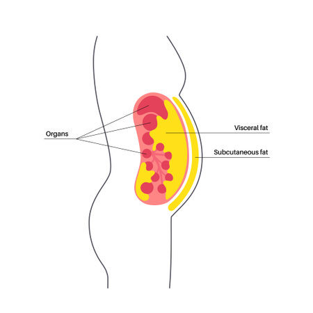 Visceral fat diagramのイラスト素材