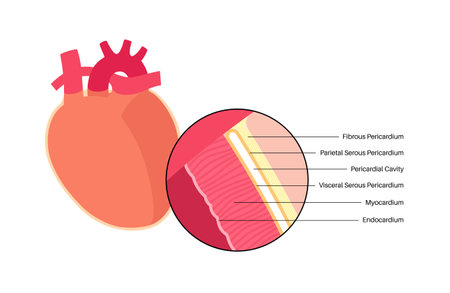 Heart wall anatomyのイラスト素材