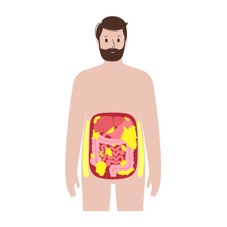 Visceral fat diagramのイラスト素材