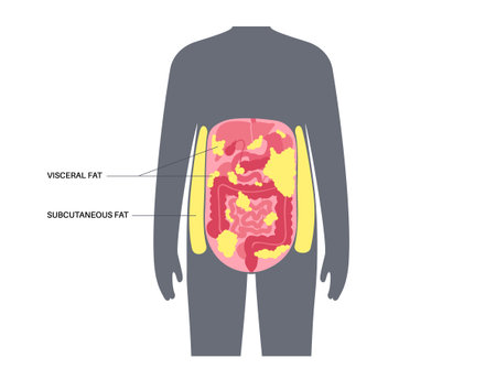 Visceral fat diagramのイラスト素材