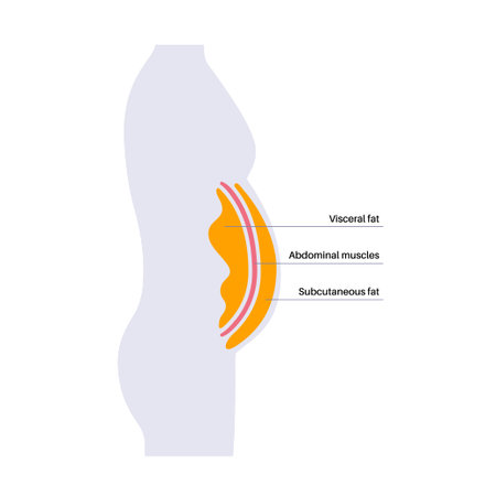 Visceral fat diagramのイラスト素材