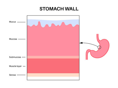 Mucous membrane structureのイラスト素材