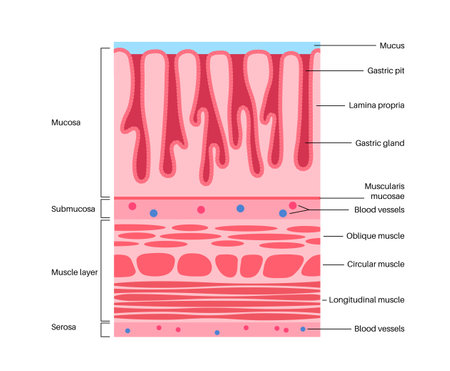 Mucous membrane structureのイラスト素材