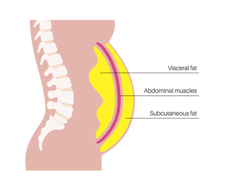 Visceral fat diagramのイラスト素材