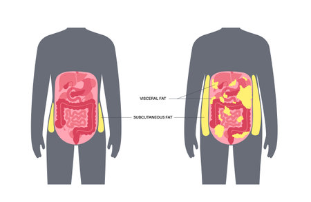 Visceral fat diagramのイラスト素材