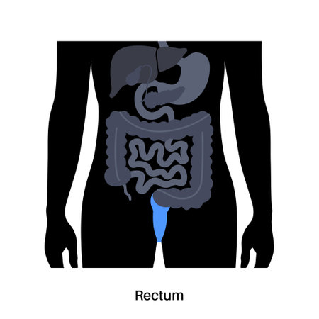 Large intestine anatomyのイラスト素材