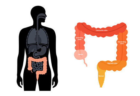 Large intestine anatomyのイラスト素材