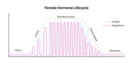 Hormones in pregnancyのイラスト素材
