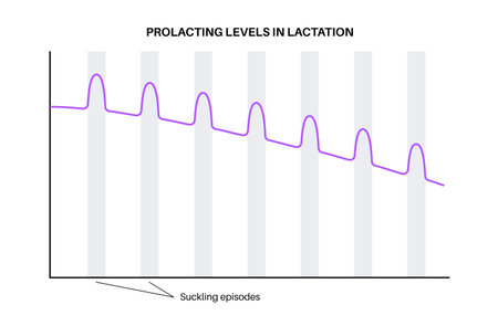 Hormones in pregnancyのイラスト素材