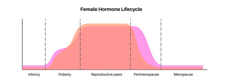 Hormones in pregnancyのイラスト素材
