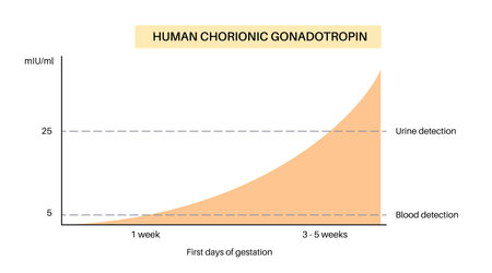 Hormones in pregnancyのイラスト素材