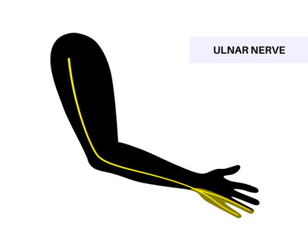 Ulnar nerve anatomyのイラスト素材