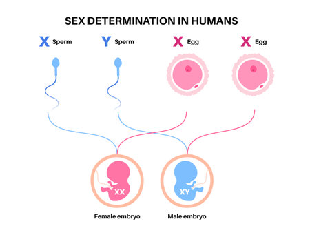 Sex Determination in Humansのイラスト素材