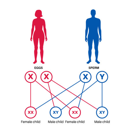 Sex Determination in Humansのイラスト素材