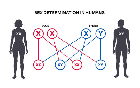 Sex Determination in Humansのイラスト素材