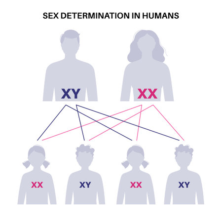 Sex Determination in Humansのイラスト素材