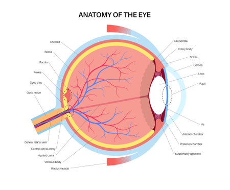 Eye anatomy posterのイラスト素材