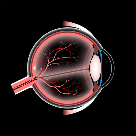 Eye anatomy posterのイラスト素材