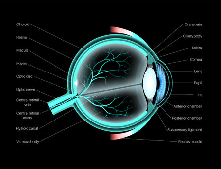 Eye anatomy posterのイラスト素材