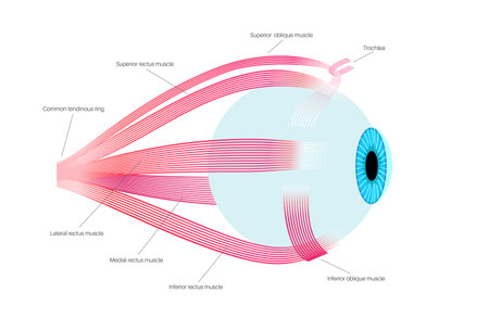 Extraocular muscles anatomyのイラスト素材