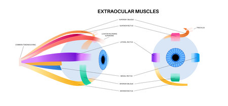 Extraocular muscles anatomyのイラスト素材