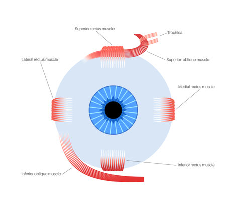 Extraocular muscles anatomyのイラスト素材