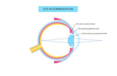 Eye accommodation posterのイラスト素材