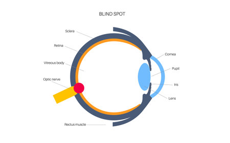 Blind spot posterのイラスト素材