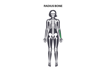 Radius bone anatomyのイラスト素材