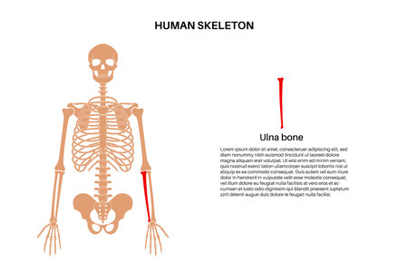 Ulna bone anatomyのイラスト素材