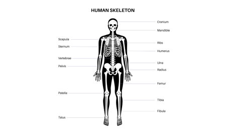 Human skeleton anatomy