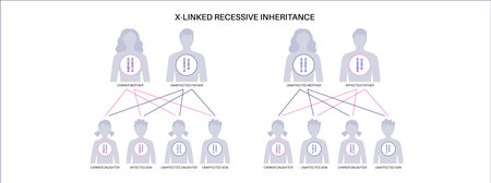 X linked recessive inheritanceのイラスト素材