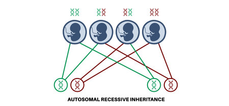 Autosomal recessive inheritanceのイラスト素材