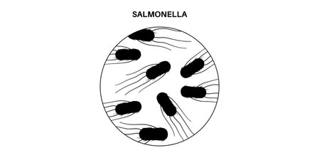 .Salmonella Typhimurium Cellsのイラスト素材