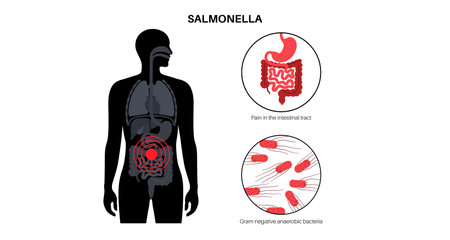 .Salmonella Typhimurium Cellsのイラスト素材
