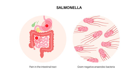 .Salmonella Typhimurium Cellsのイラスト素材