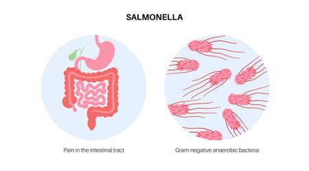 .Salmonella Typhimurium Cellsのイラスト素材