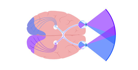 Optic nerve anatomy