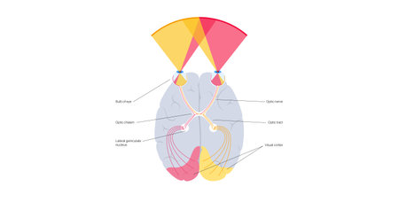 Optic nerve anatomyのイラスト素材