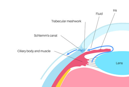 Fluids in the eyeのイラスト素材