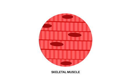 Skeletal muscle tissueのイラスト素材