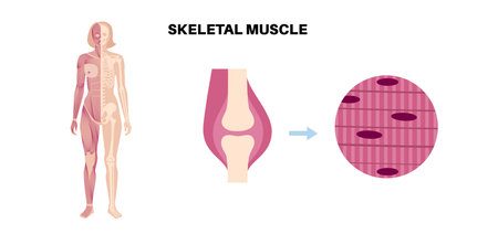 Skeletal muscle tissueのイラスト素材
