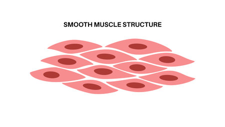 Smooth muscle tissueのイラスト素材