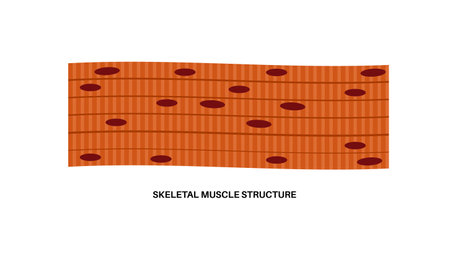 Skeletal muscle tissueのイラスト素材