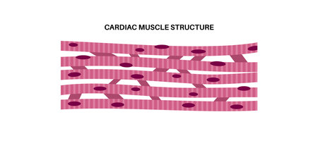 Cardiac muscle tissueのイラスト素材