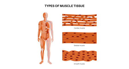 Human muscle tissuesのイラスト素材