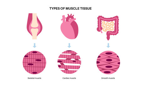 Human muscle tissuesのイラスト素材